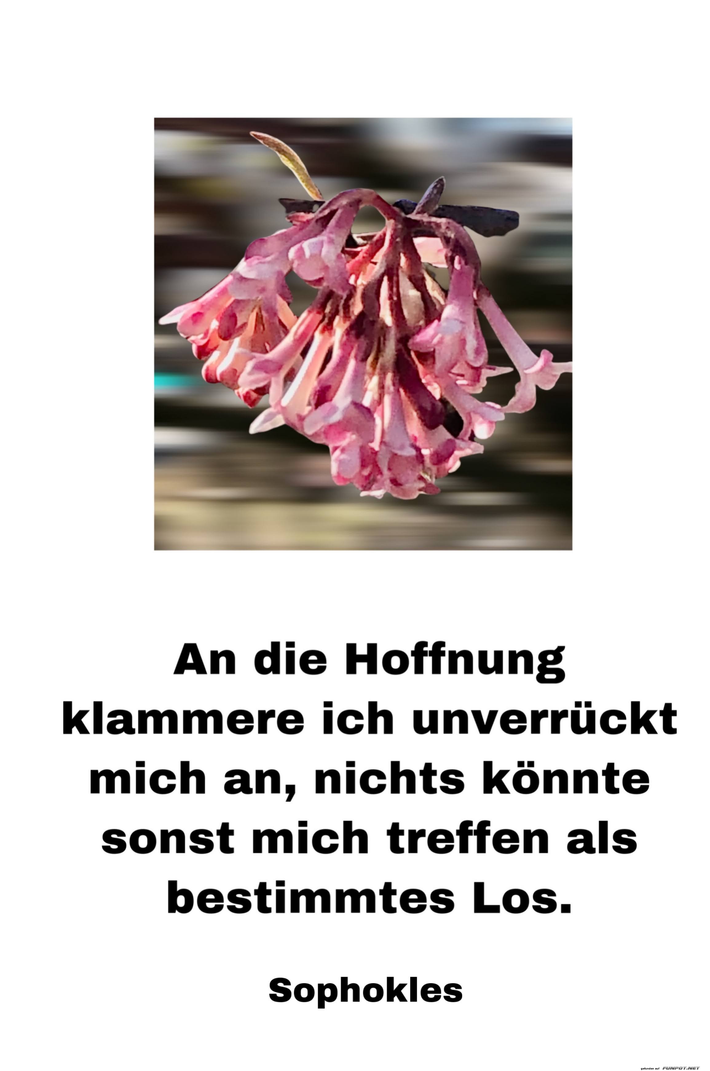 An die Hoffnung