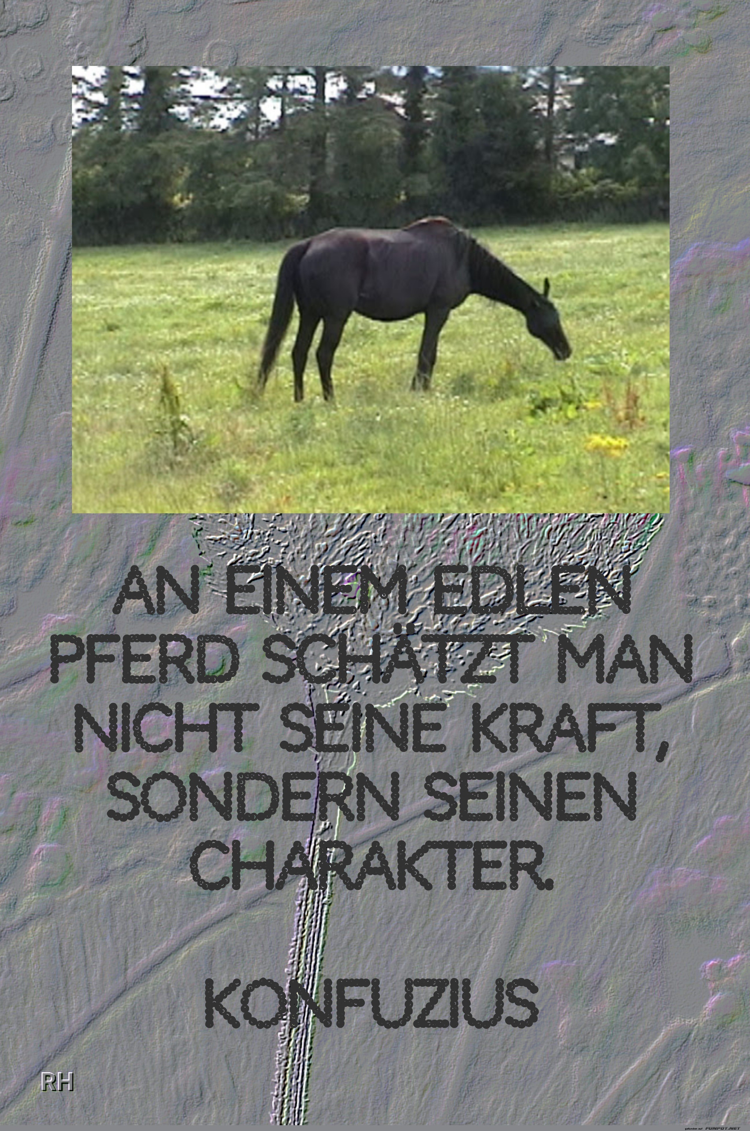 an einem edlen pferd