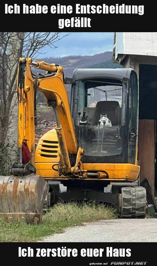 Katze hat entschieden