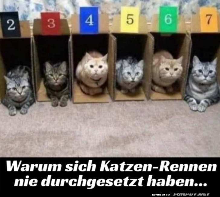 Keine Katzenrennen mglich