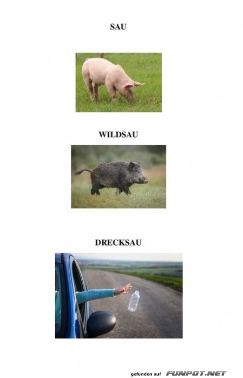 Schweine