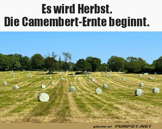 Die Camembert-Ernte