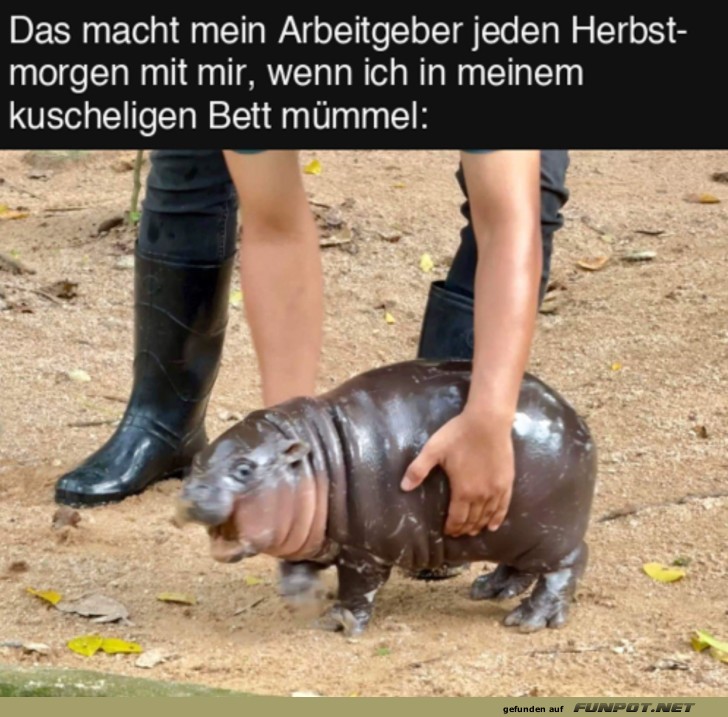 Jeden Herbstmorgen Jeden Herbstmorgen