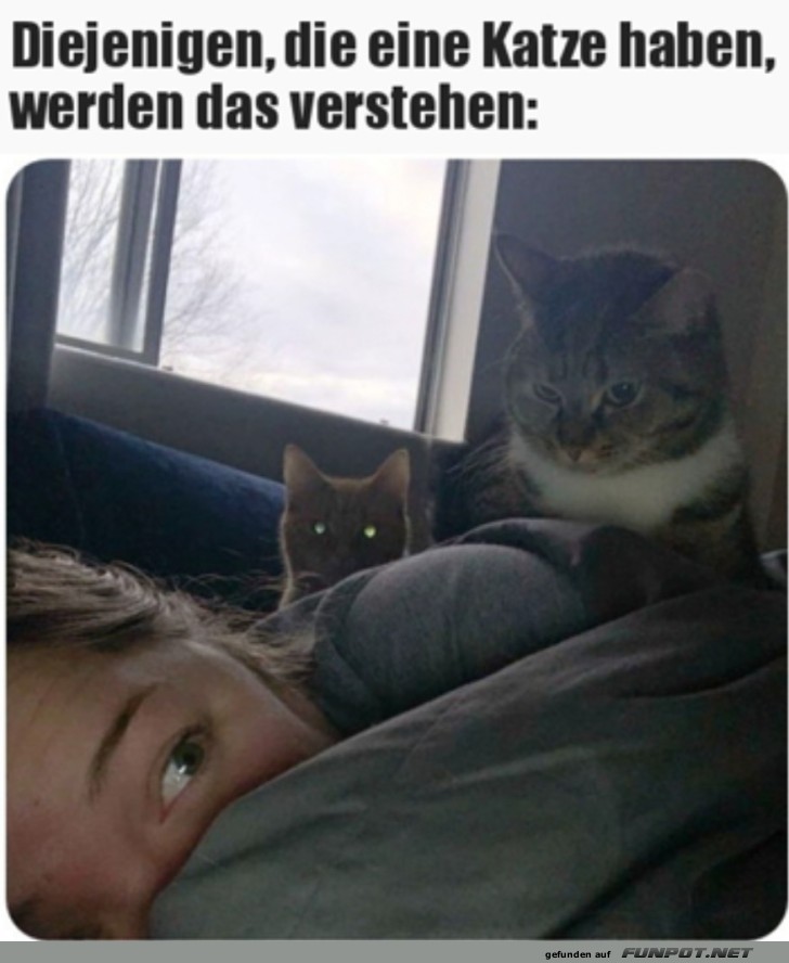 Katzenbesitzer kennen das