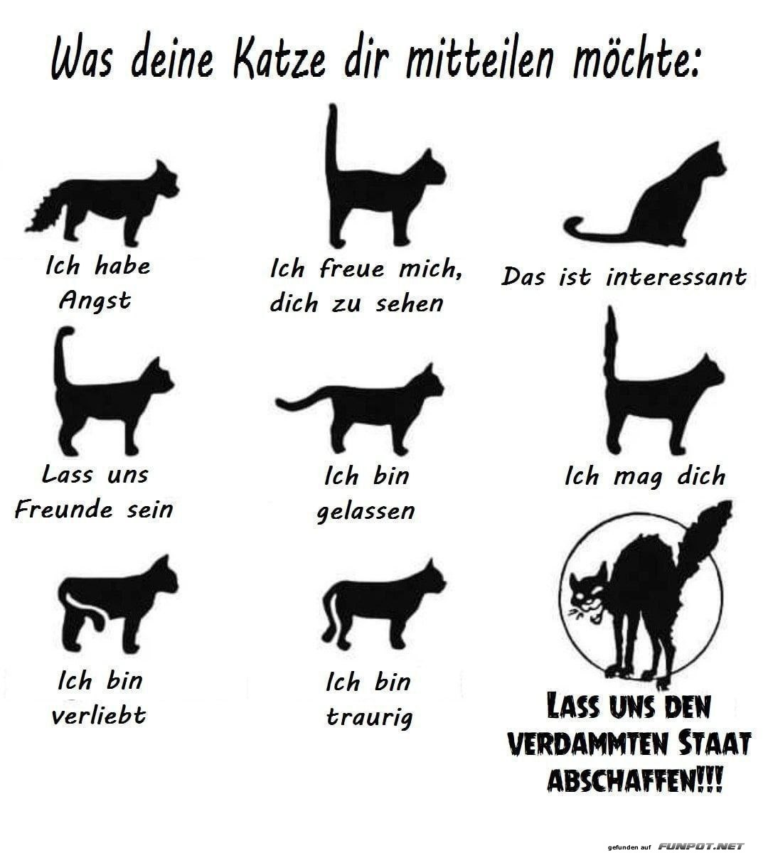 Was dir die Katze mitteilen will