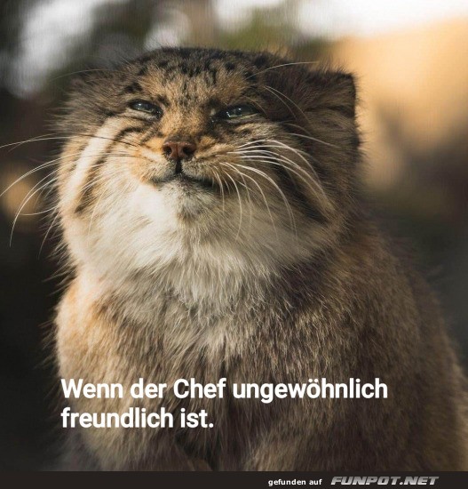 Der Chef ist ungewhnlich freundlich