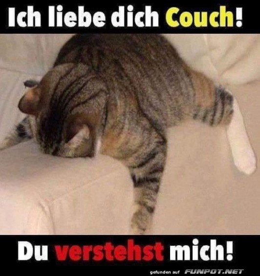 Katze liebt die Couch