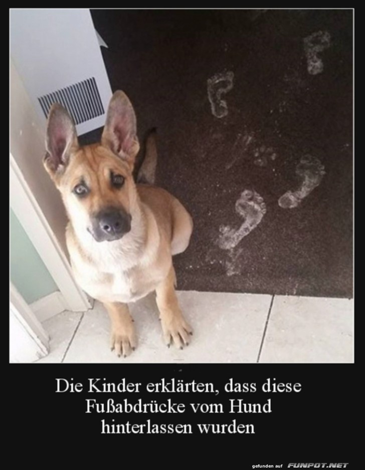 Klar, das war eindeutig der Hund