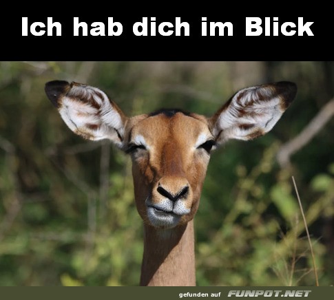 Ich hab dich im Blick