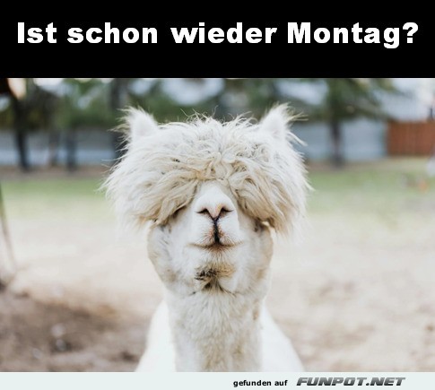 Montag