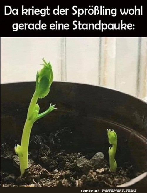 Standpauke