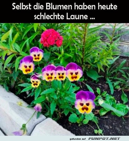 Die Blumen haben schlechte Laune