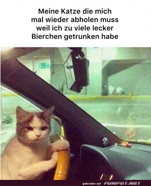 Meine Katze holt mich ab