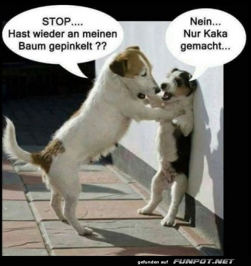 Hundegesprch