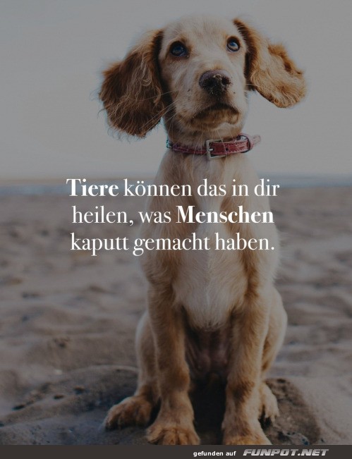 Tiere knnen heilen