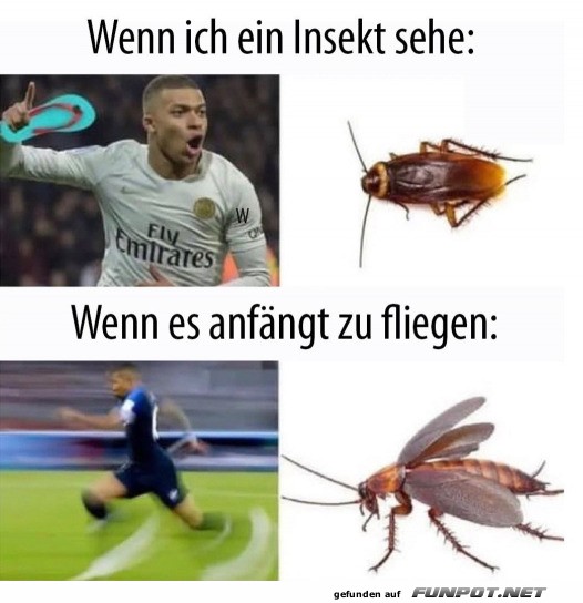 Ich und Insekten