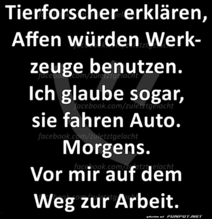 Affen fahren Auto