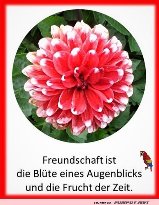 Freundschaft ist