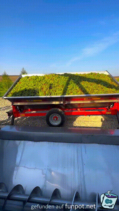 Weinlese Weinlese