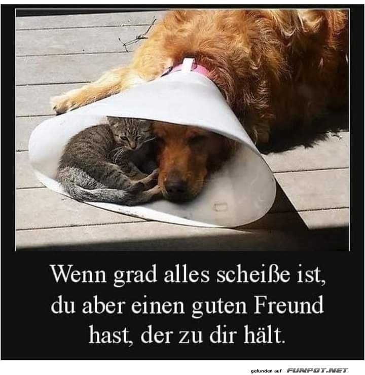 Gute Freunde sind wichtig