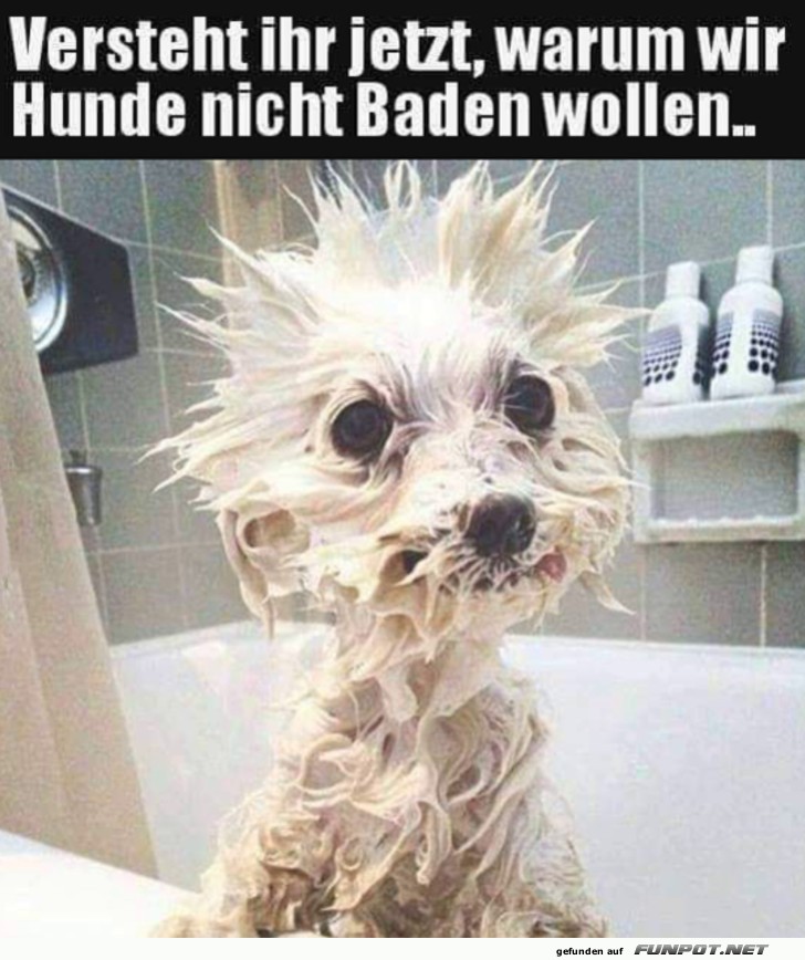 Gebadeter Hund