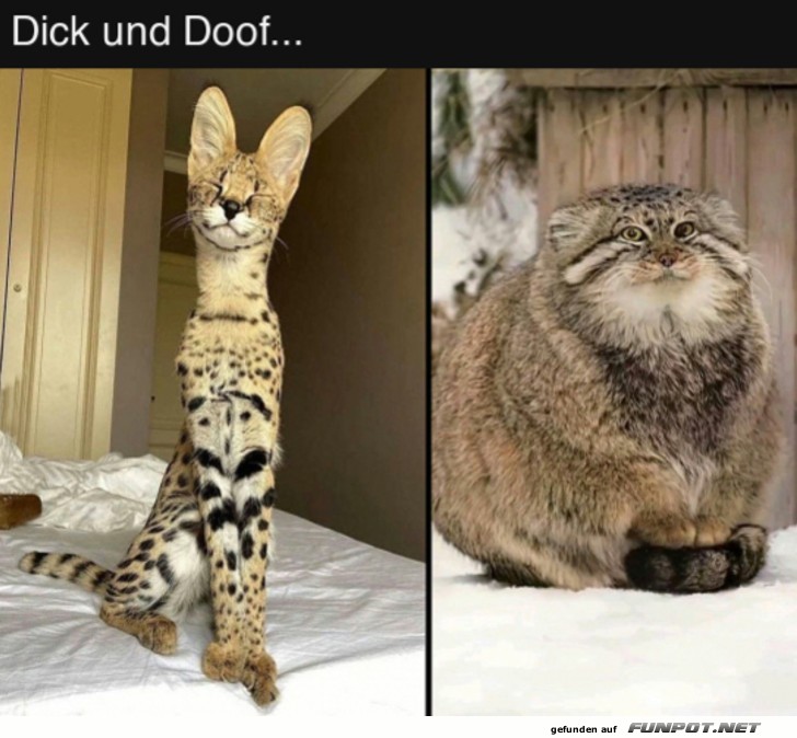 Dick und Doof