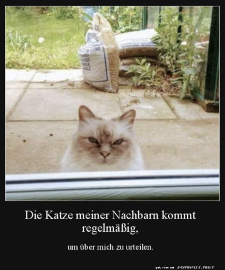 Katze des Nachbarn