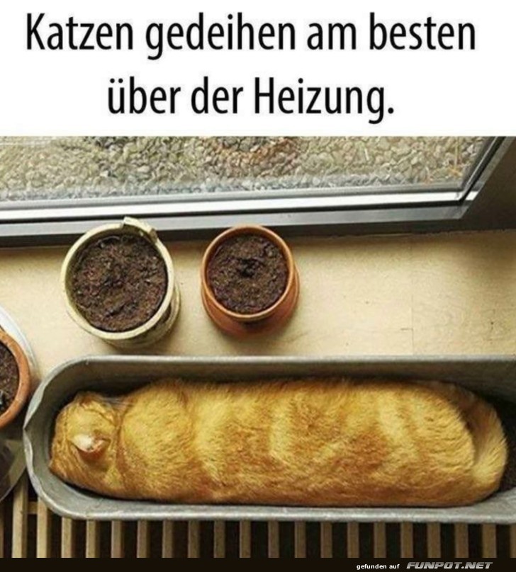 So gedeihen Katzen am besten