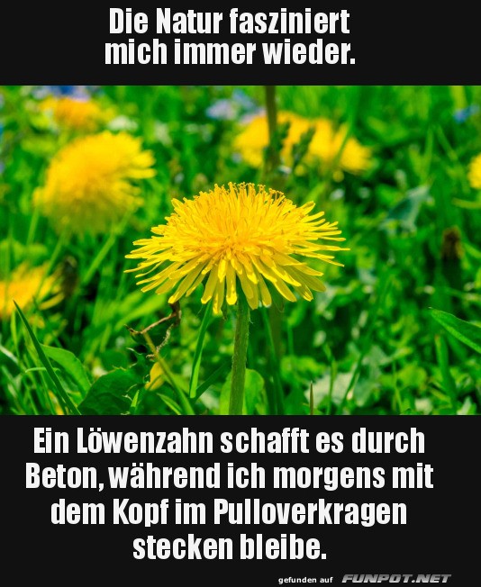 Die Natur