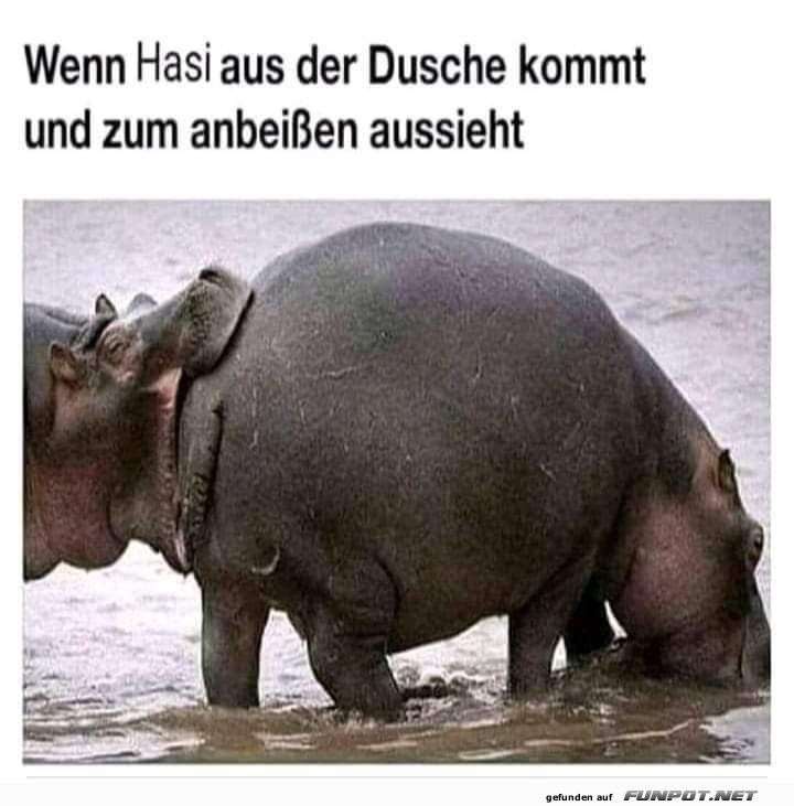 Hasi kommt aus der Dusche