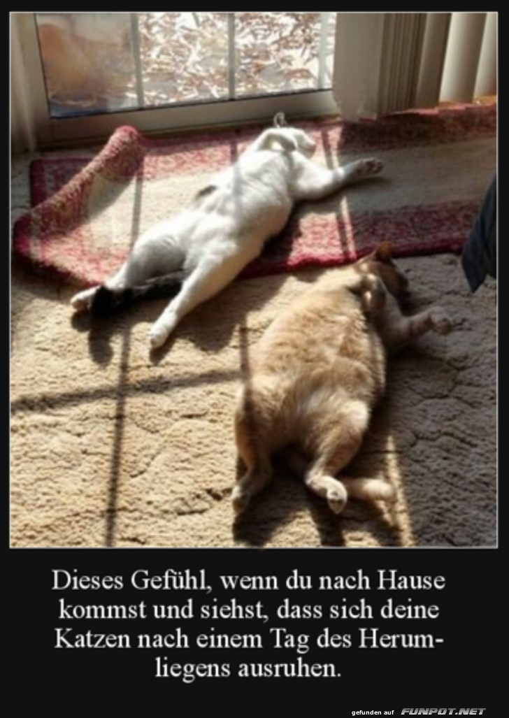 Tolles Leben der Katzen