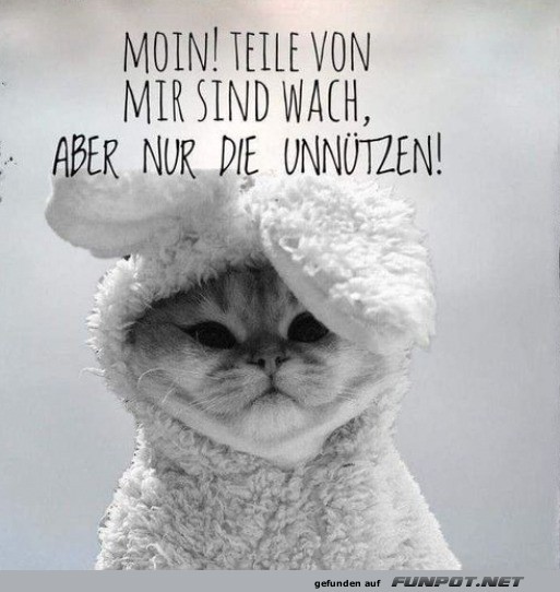 Moin