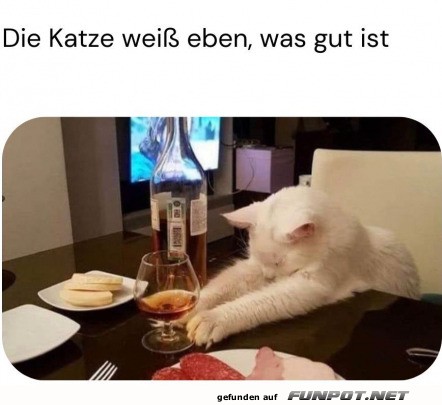 Katze wei was gut ist