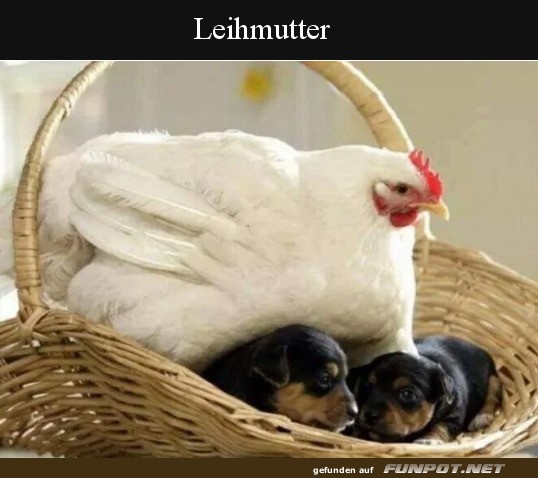 Leihmutter