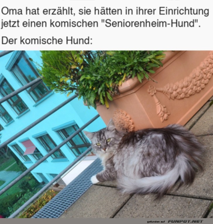 Komischer Hund