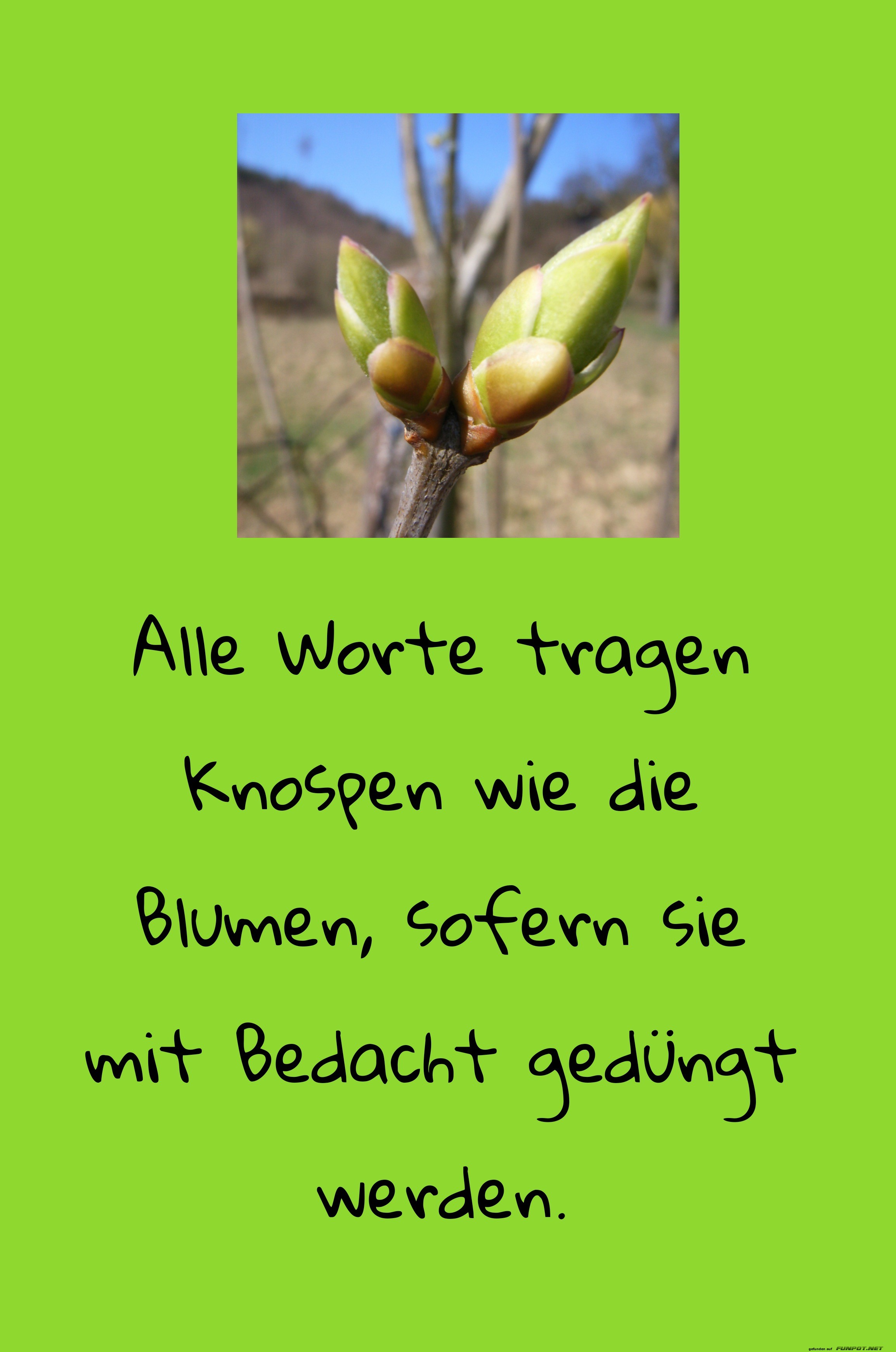 alle worte tragen knospen