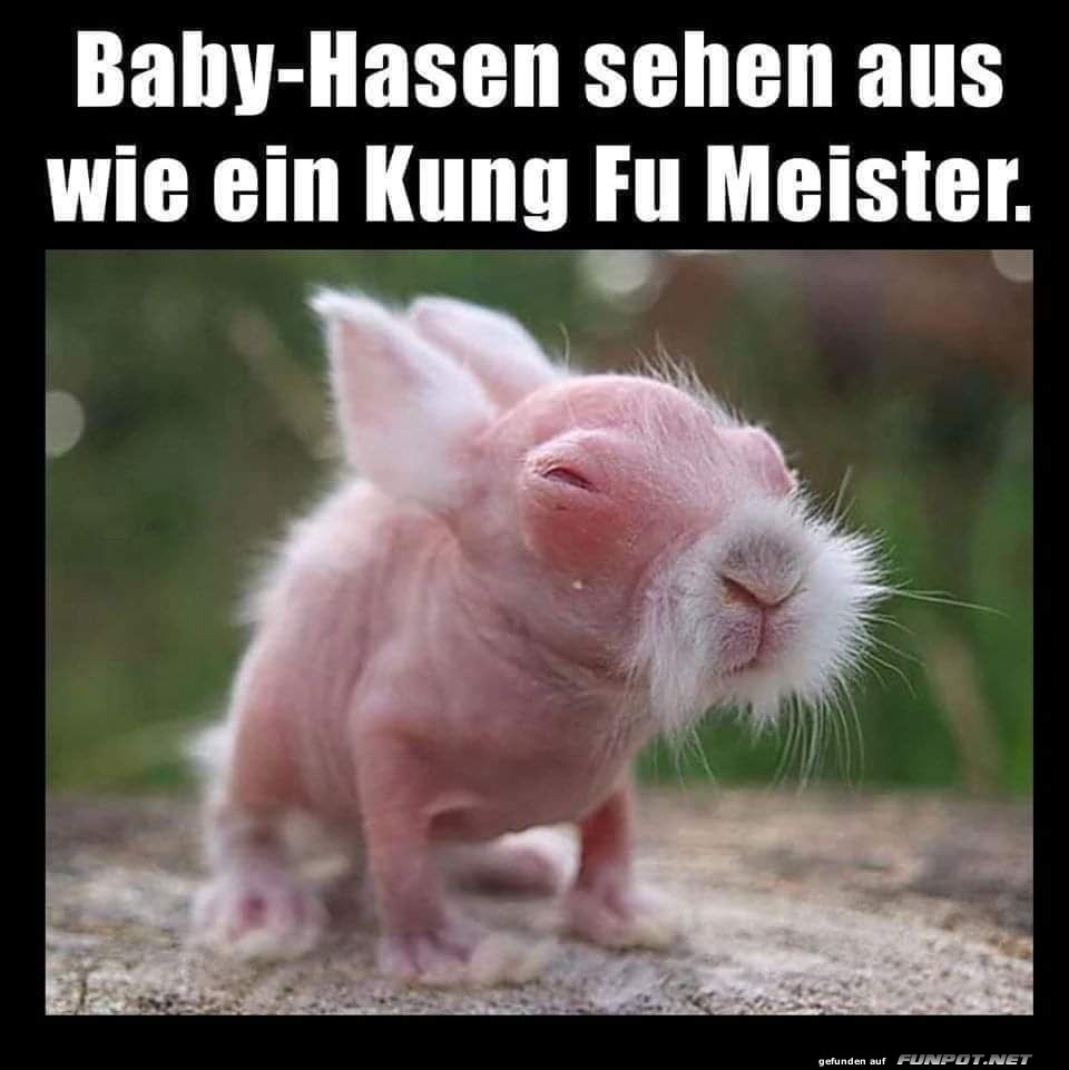 Baby-Hasen