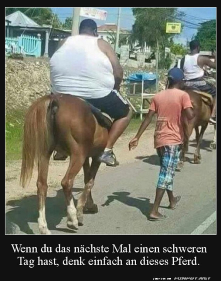 Das arme Pferd