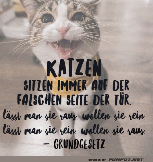 Katzen