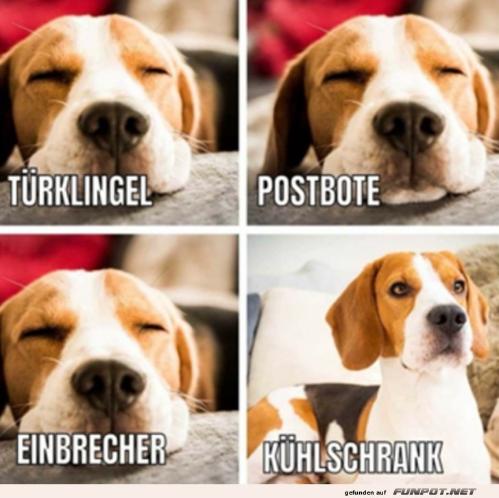 Typisch Hund