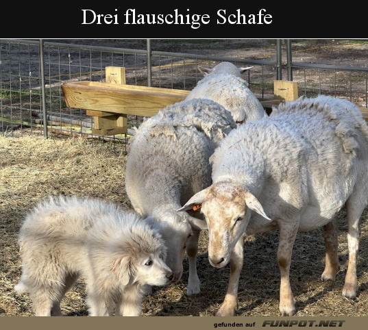 Drei flauschige Schafe