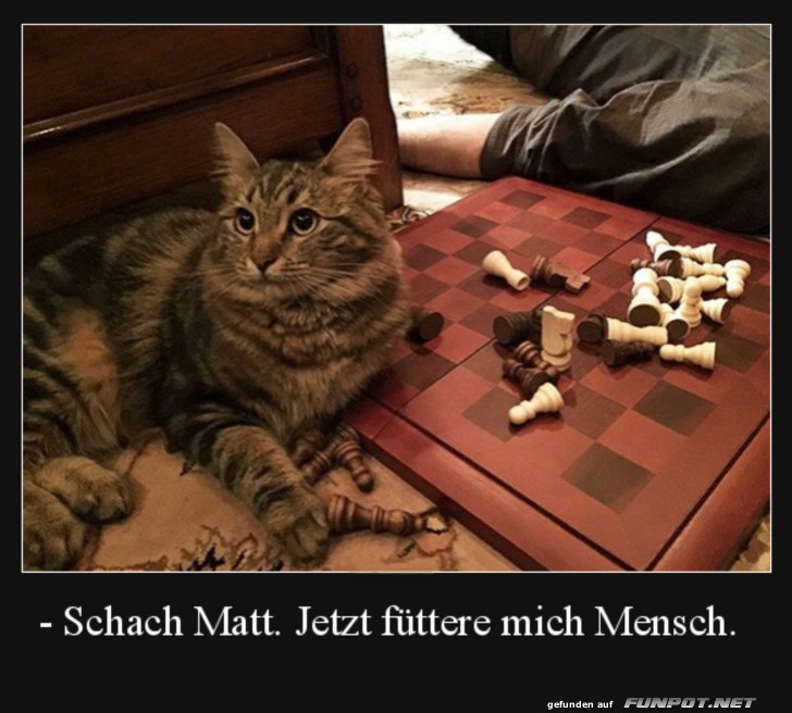 Schach Matt