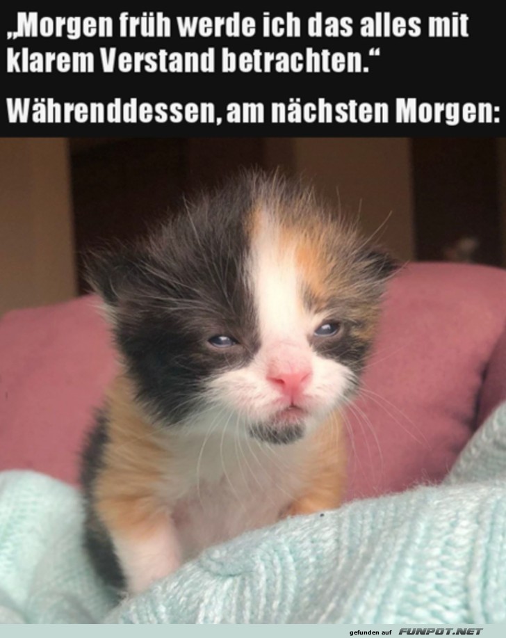 Am nchsten Morgen