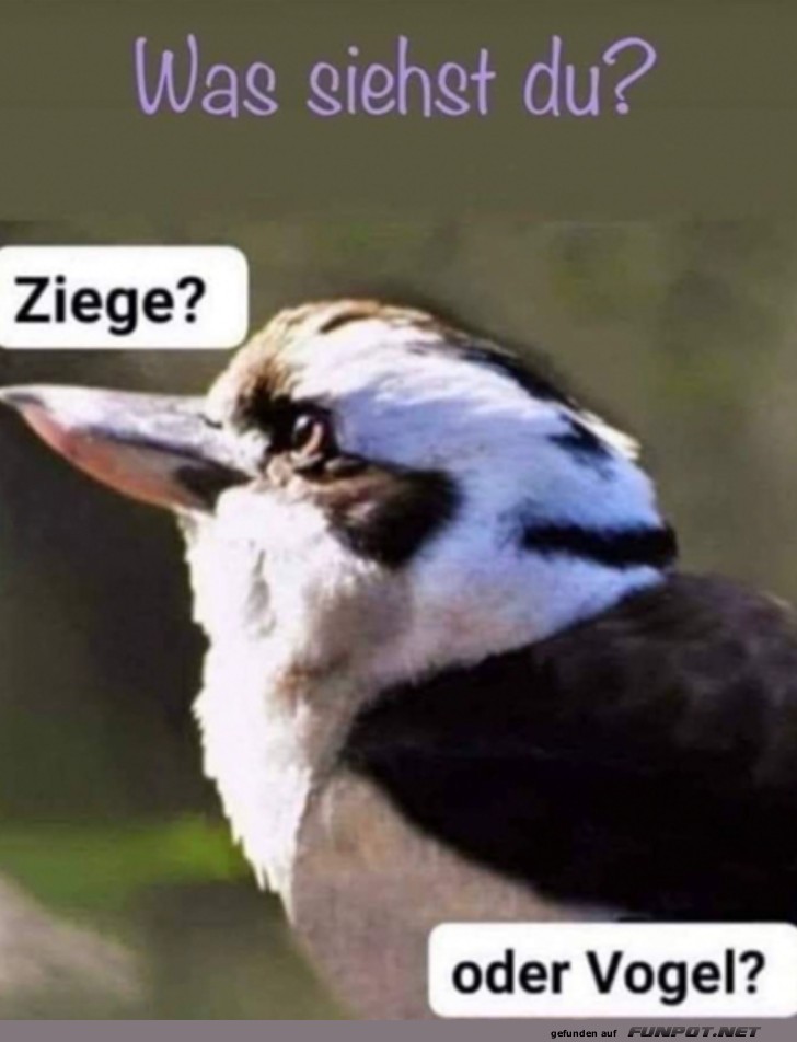 witzige Bilder aus verschiedenen Blogs