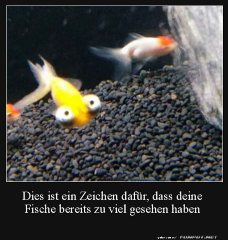 Fische haben zu viel gesehen