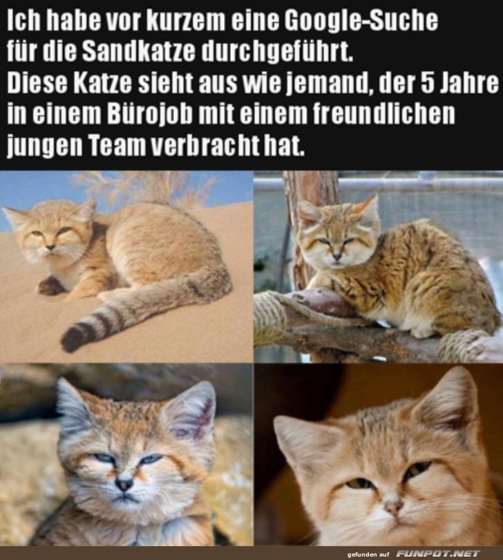 Eine Sandkatze