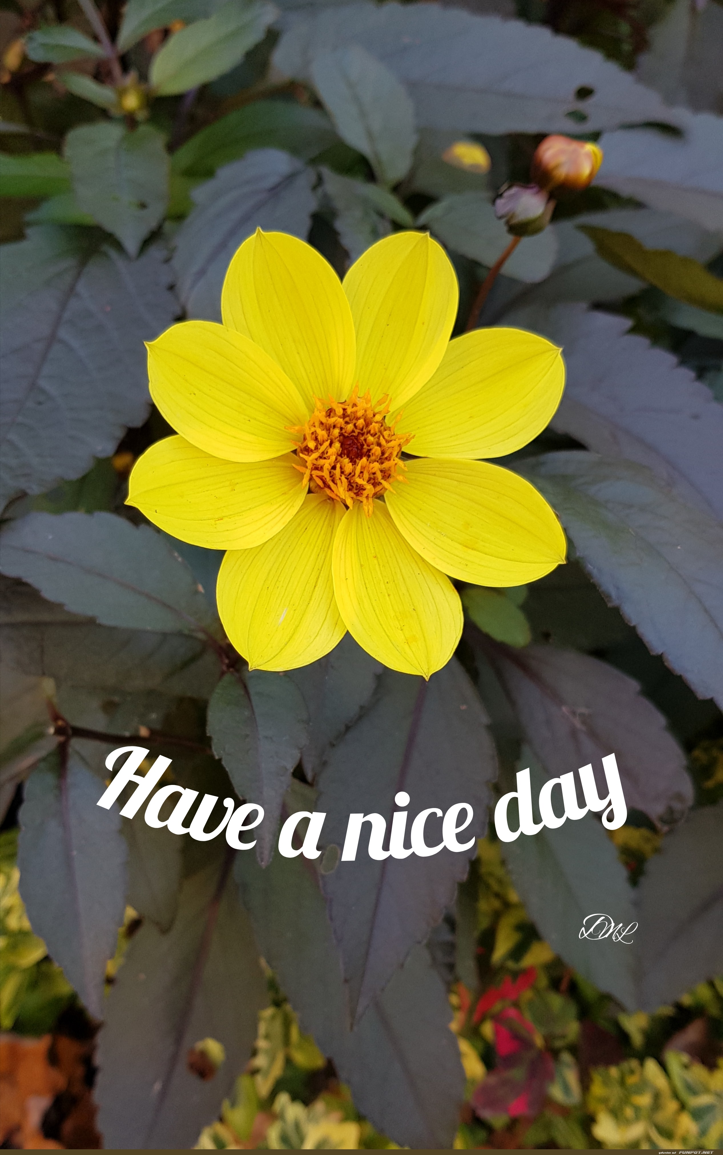 Have a nice day 