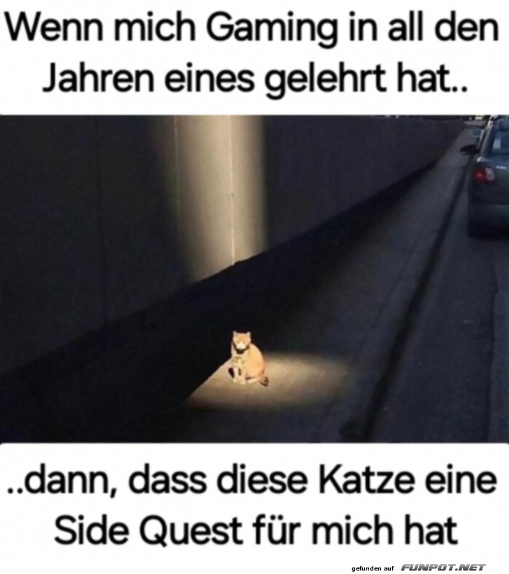 Die Katze hat eine Side Quest