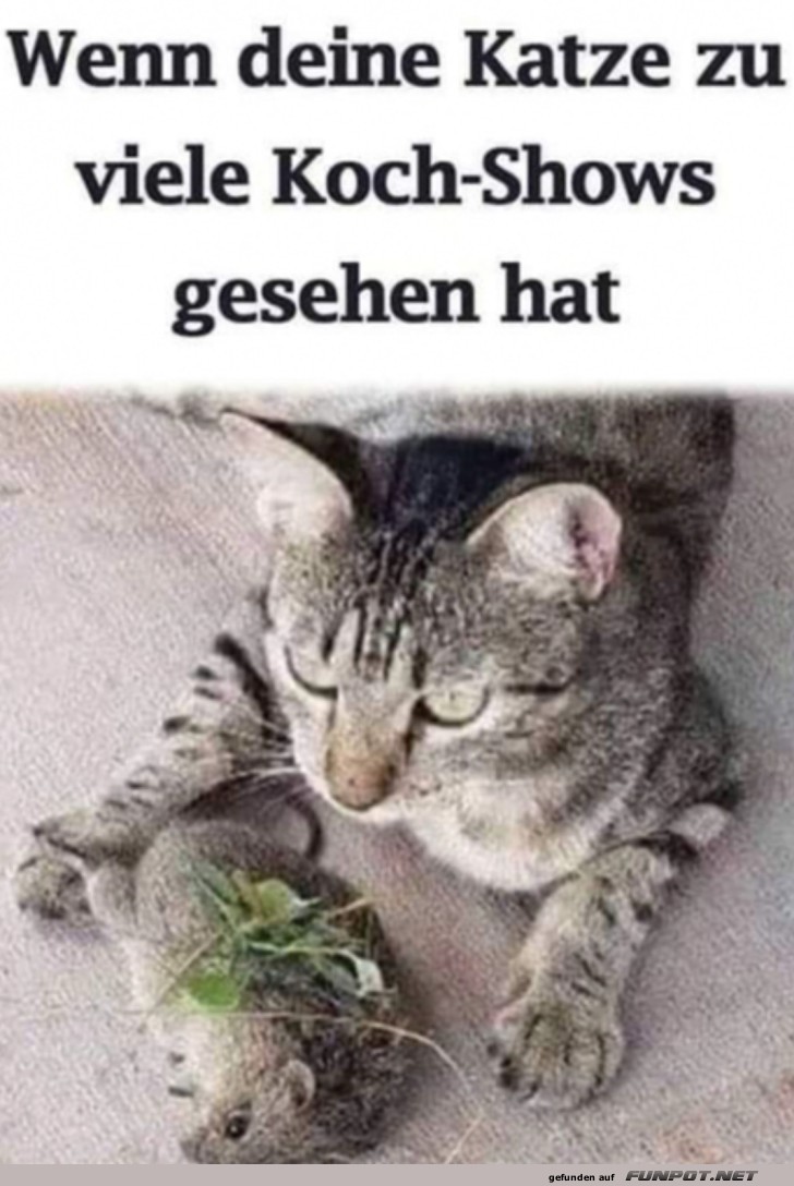 Katze hat zu viele Koch-Shows gesehen