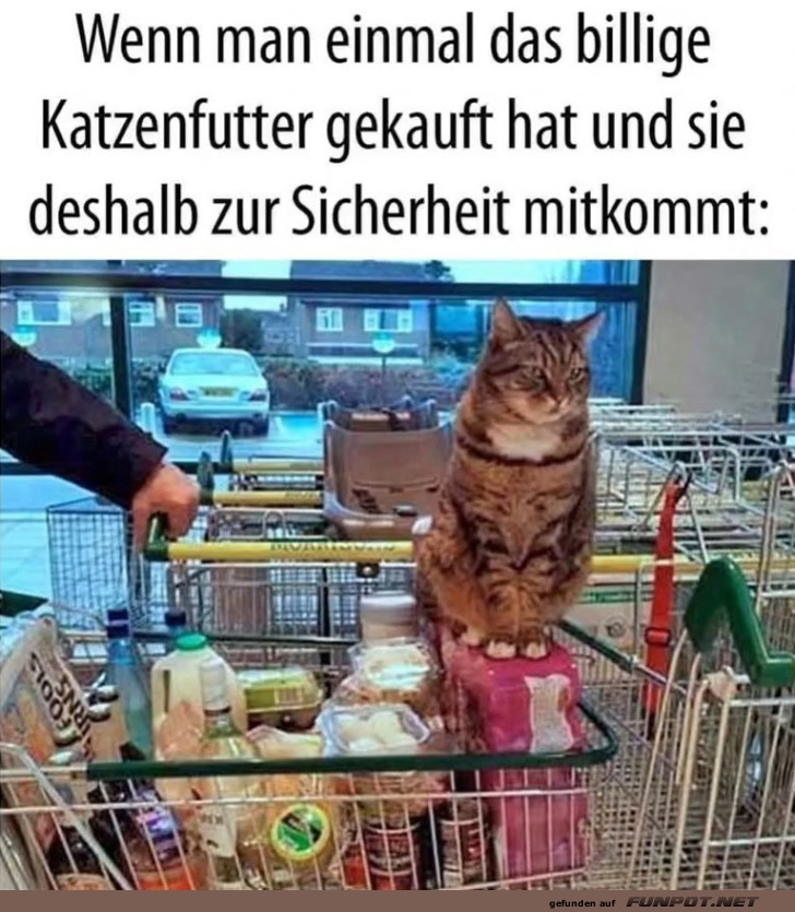 Katze kommt jetzt lieber mit